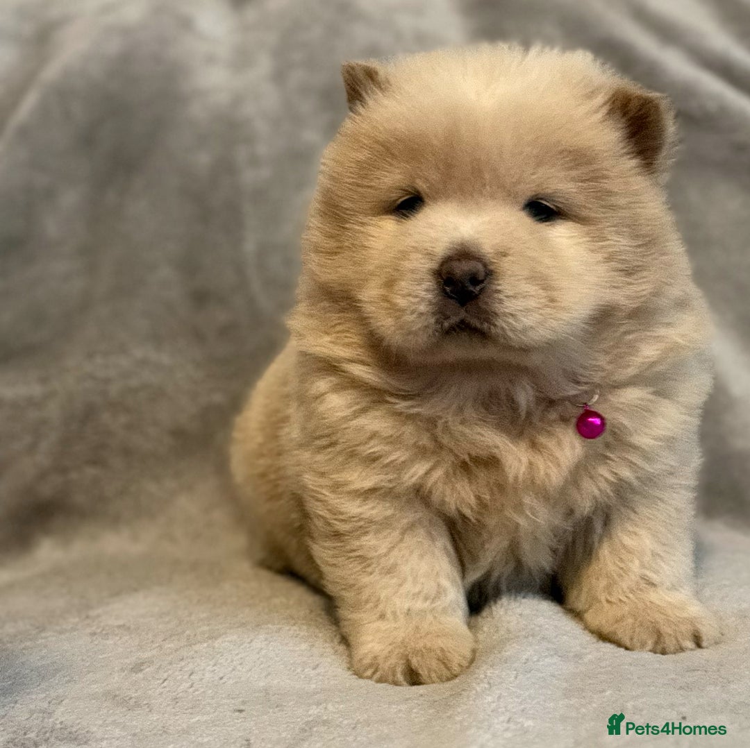 Chow Chow dogs for sale: KC Reg Chow Chow Puppies  - Advert 11