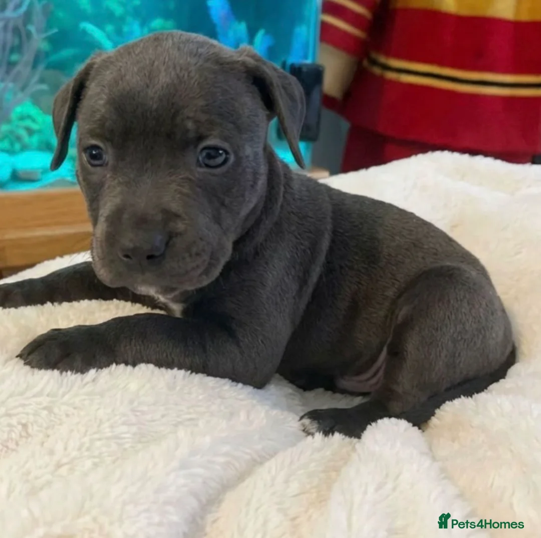 Cane Corso dogs for sale: Outstanding cane corso pups 🐶  - Advert 4