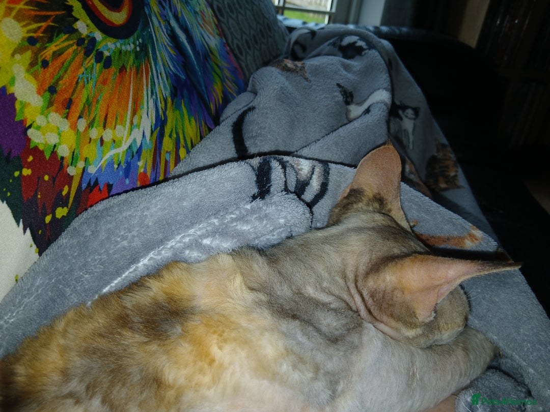 Devon Rex cats for sale: Devon Rex pedigree neutered girl - Image 3