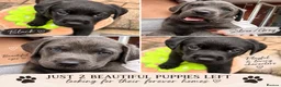 Mixed Breed dogs for sale: Labrotties - Advert 10