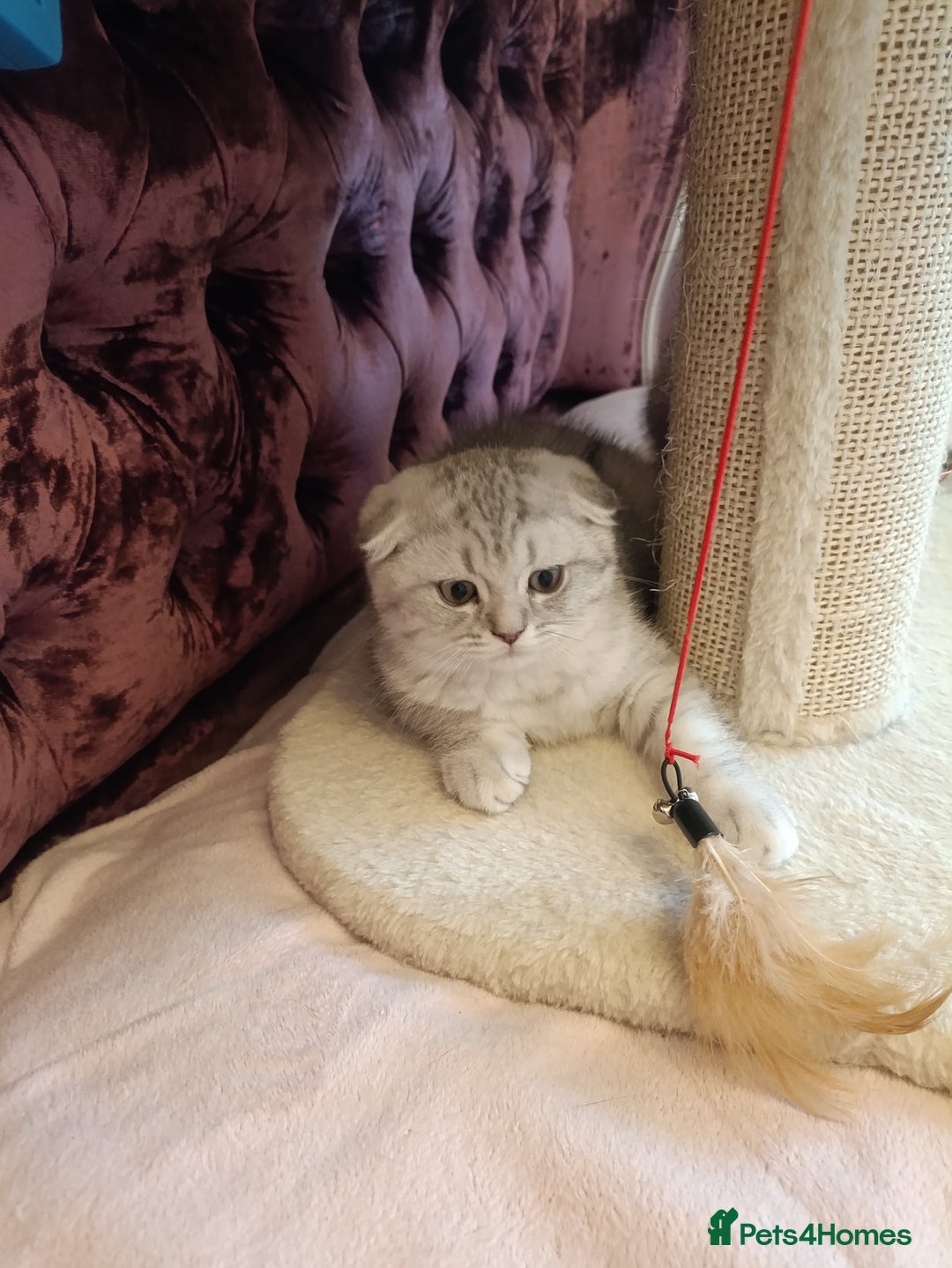 British Shorthair cats for sale: Gorgeous kittens for sale  - Image 24