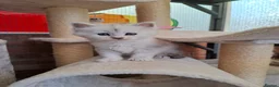 Maine Coon cats for sale: Maine Coon Kittens looking for new loving home in Birmingham - Advert 13