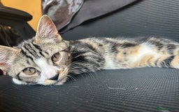 Mixed Breed cats for sale: 4 month old kitten (has an underdeveloped hand) - Image 2