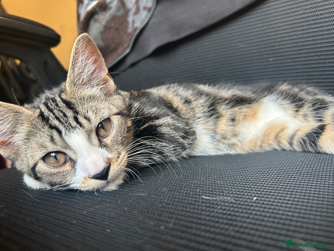 Mixed Breed cats for sale: 4 month old kitten (has an underdeveloped hand) - Image 2