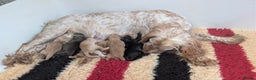 Cocker Spaniel dogs for sale: Working Cocker Spaniel Puppies  - Advert 12