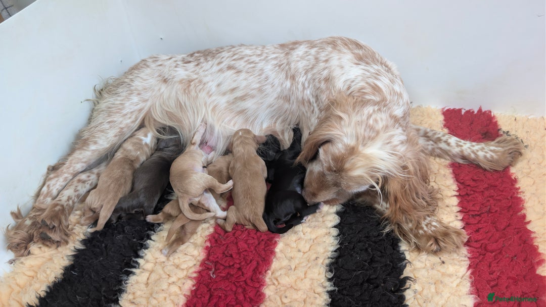Cocker Spaniel dogs for sale: Working Cocker Spaniel Puppies  - Advert 12