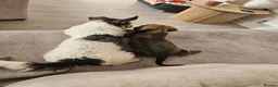 Dachshund dogs for sale: Beautiful Wild Boar Kaninchen Dachshund in Colchester - Advert 12