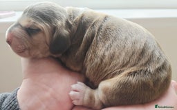 Cocker Spaniel dogs for sale: Show type Cocker Spaniels - Advert 5