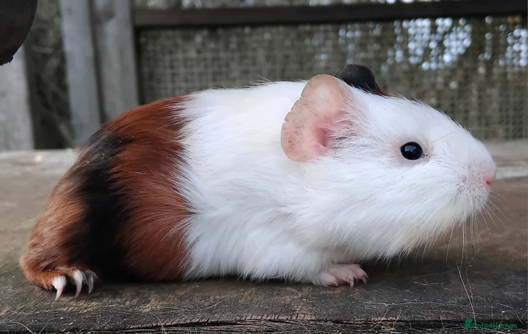 Guinea Pig rodents for sale: Slate and Tort and White baby boys. - Advert 7