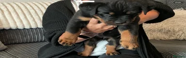 Rottweiler Puppy 1