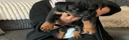 Rottweiler dogs for sale: Rottweiler puppy  - Advert 4