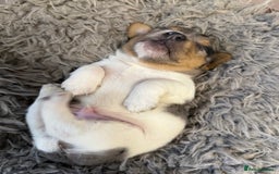 Jack Russell dogs for stud: Stunning Merle Jack Russell Male for Stud in Cambridge - Image 10