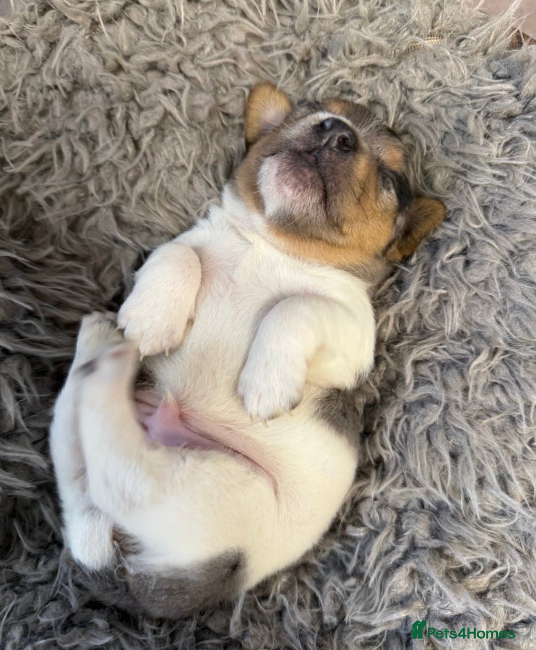 Jack Russell dogs for stud: Stunning Merle Jack Russell Male for Stud in Cambridge - Image 10