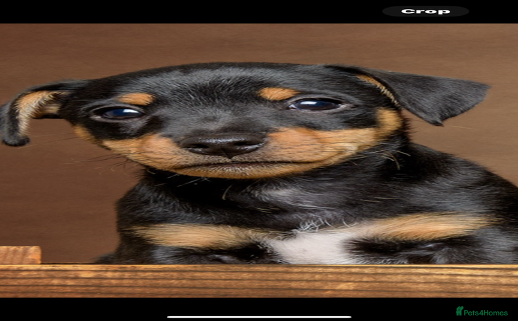 Jack Russell dogs - Advert 3
