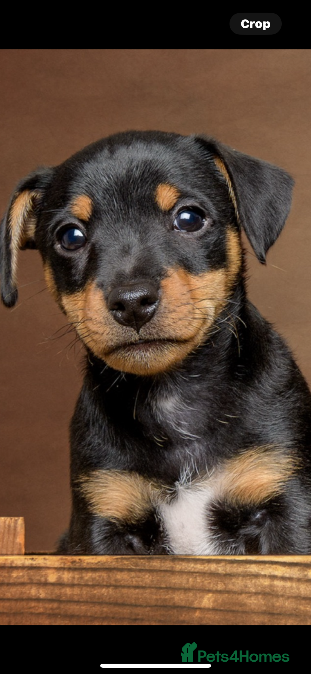 Jack Russell dogs for sale: Male Jack Russell pup  - Image 1