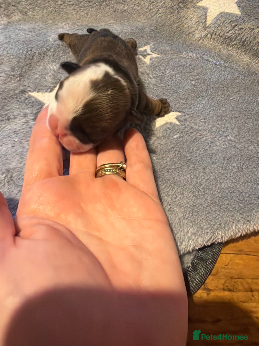 English Bulldog dogs for sale: 🌸❤️ TOP BLOOD LINE ENGLISH BULLDOGS RED AND WHITE - Advert 29