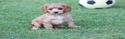 Cockapoo dogs for sale: Beautiful Cockerlierpoo puppies for sale - Advert 36