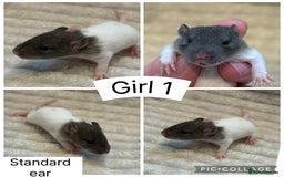 Rat rodents for sale: Baby rats (males and females) - Image 4