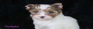 1.🐶 Twilight Amazing Biewer – Girl – Chocoberry Yorkshire Terrier – lots of white with chocolate patches - blue eyes