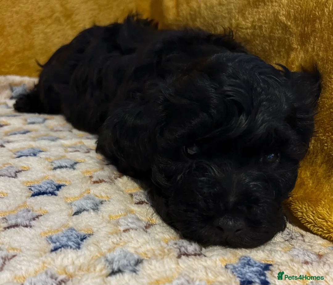 Cockapoo dogs for sale: Cockapoo in Ipswich - Advert 21