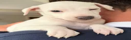 Italian Greyhound dogs for sale: 🐾Stunning cream kc registered iggys🐾 - Advert 5