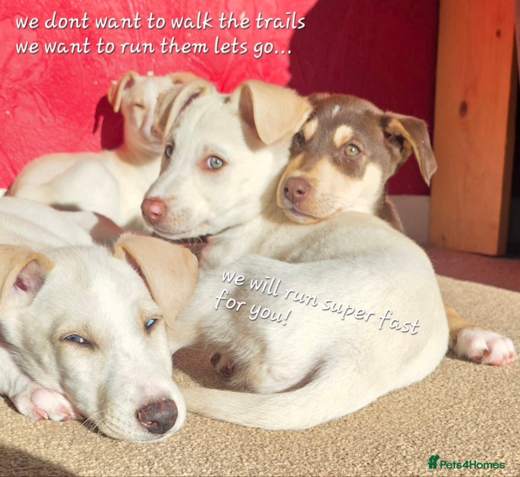 Mixed Breed dogs EUROHOUND / SIBERIAN HUSKY HYBRID PUPPIES  - Advert 10