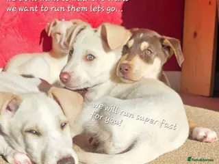 Mixed Breed dogs EUROHOUND / SIBERIAN HUSKY HYBRID PUPPIES - Advert 10