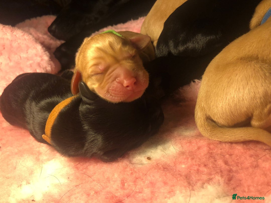 Labrador Retriever dogs for sale: Stunning Pure Labrador retriever puppies - Image 11