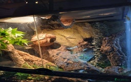 Gecko reptiles for sale: 1.1 Breeding Pair of Tokay Geckos w full set up. - Image 4