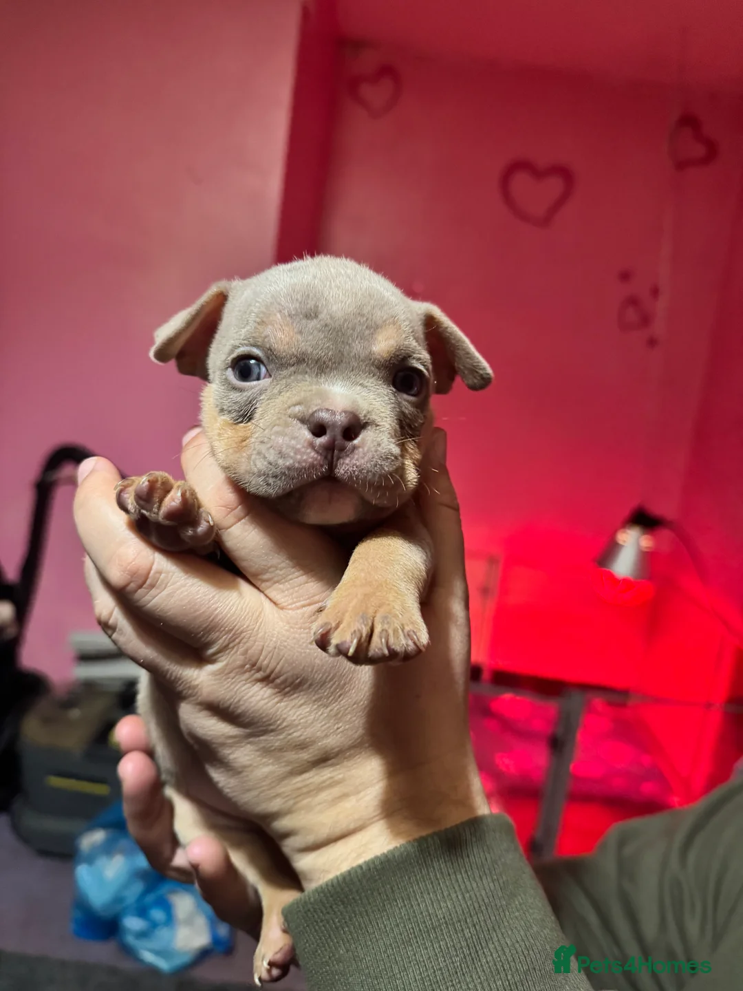 American Bully dogs for sale: Stunning pocket bullies pups  - Advert 6