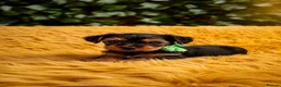 Yorkshire Terrier dogs for sale: Purebred Yorkshire Terrier Puppies Vaccinated  - Advert 31