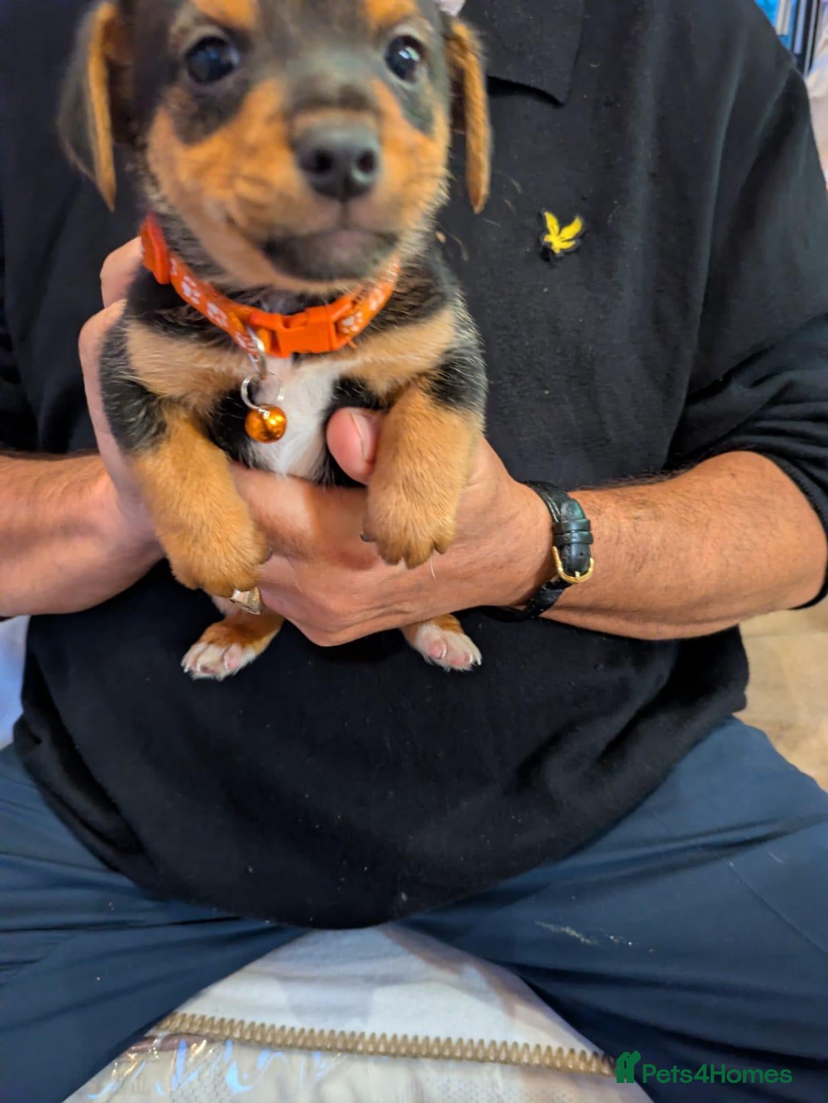 Jack Russell dogs Jack Russel puppies  - Advert 2