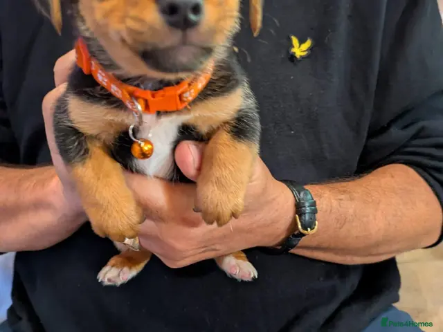 Jack Russell dogs for sale: Jack Russel puppies - Advert 2