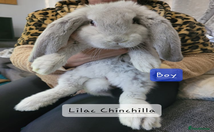 French Lop rabbits - Advert 1