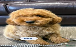 Cavapoo dogs for sale: Adorable Cavapoos ready for their new families 🐾 - Image 32