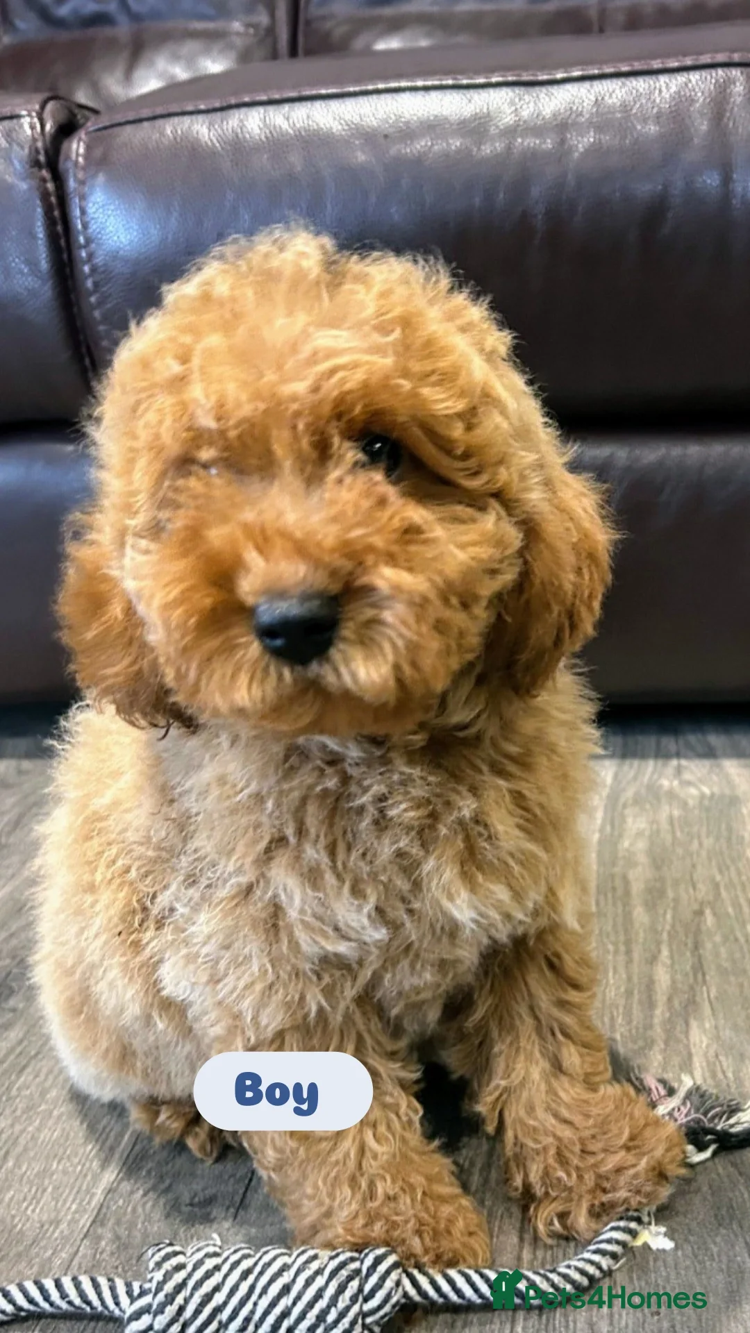 Cavapoo dogs for sale: Adorable Cavapoos ready for their new families 🐾 - Image 32