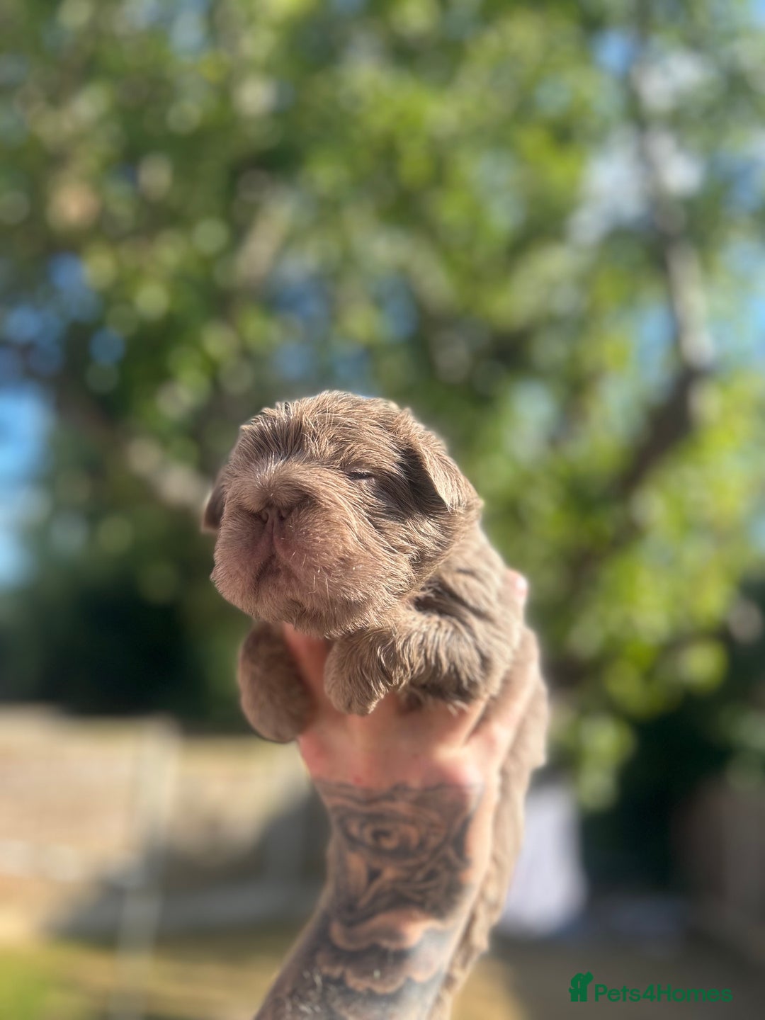 French Bulldog dogs for sale: Litter of KC Registered French bulldog pups.  - Image 22