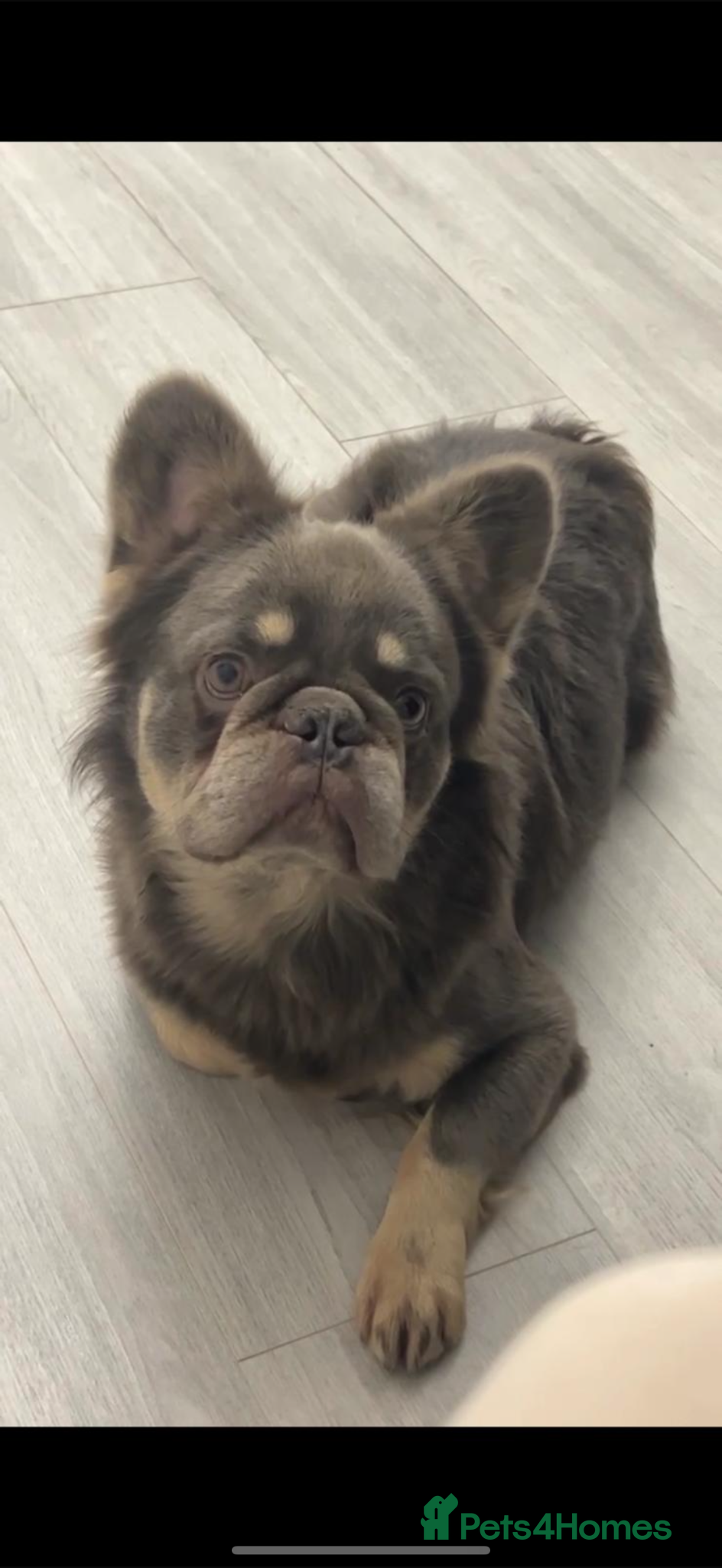 French Bulldog dogs Fluffy French bulldog - Advert 1