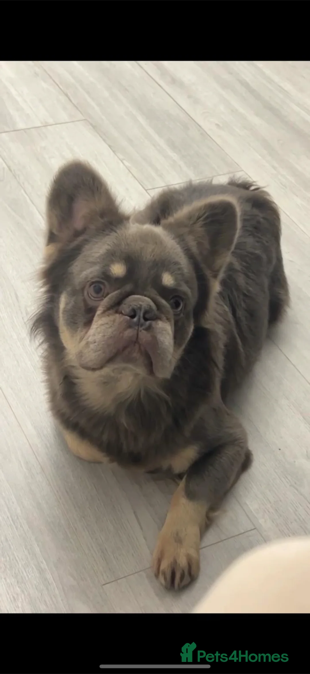 French Bulldog dogs for sale: Fluffy French bulldog - Advert 1