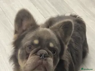 French Bulldog dogs Fluffy French bulldog - Advert 1