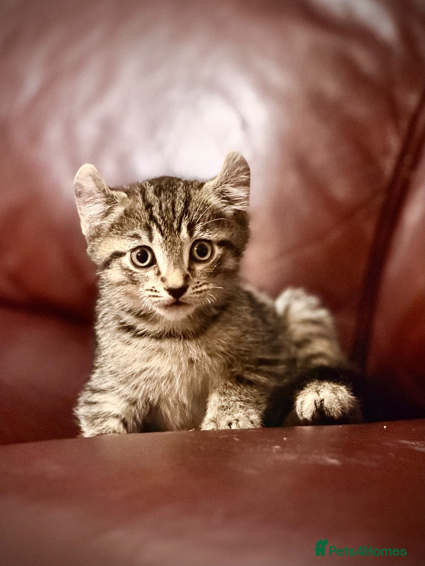 Mixed Breed cats for sale: Mixed breed kittens available for new home  - Advert 12