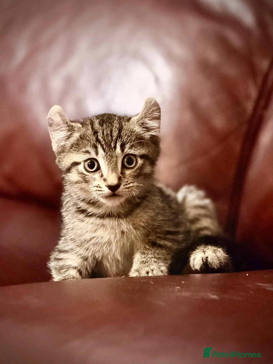 Mixed Breed cats for sale: Mixed breed kittens available for new home  - Advert 6