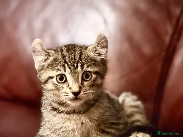 Mixed Breed cats for sale: Mixed breed kittens available for new home - Advert 12