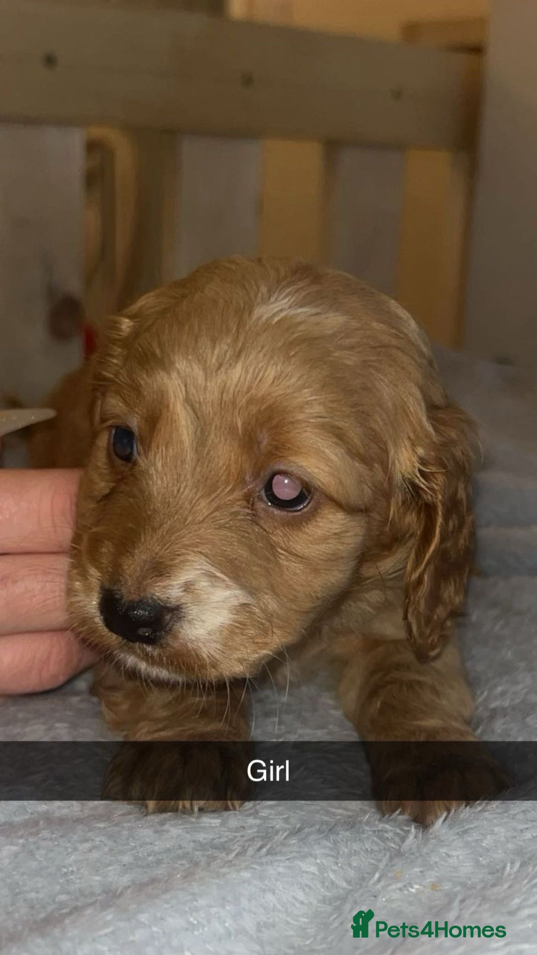 Cockapoo dogs for sale: Cockerpoo - Advert 1