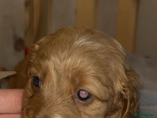 Cockapoo dogs Cockerpoo - Advert 1