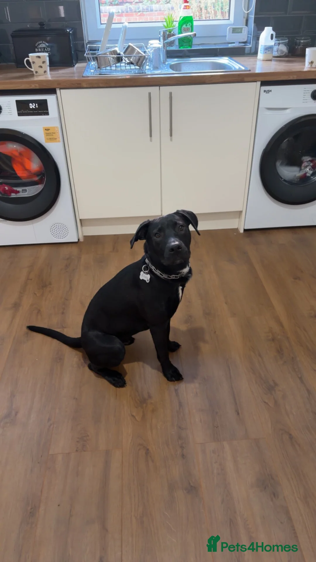 Mixed Breed dogs for sale: Hi my name is Enzo in Mexborough - Advert 5