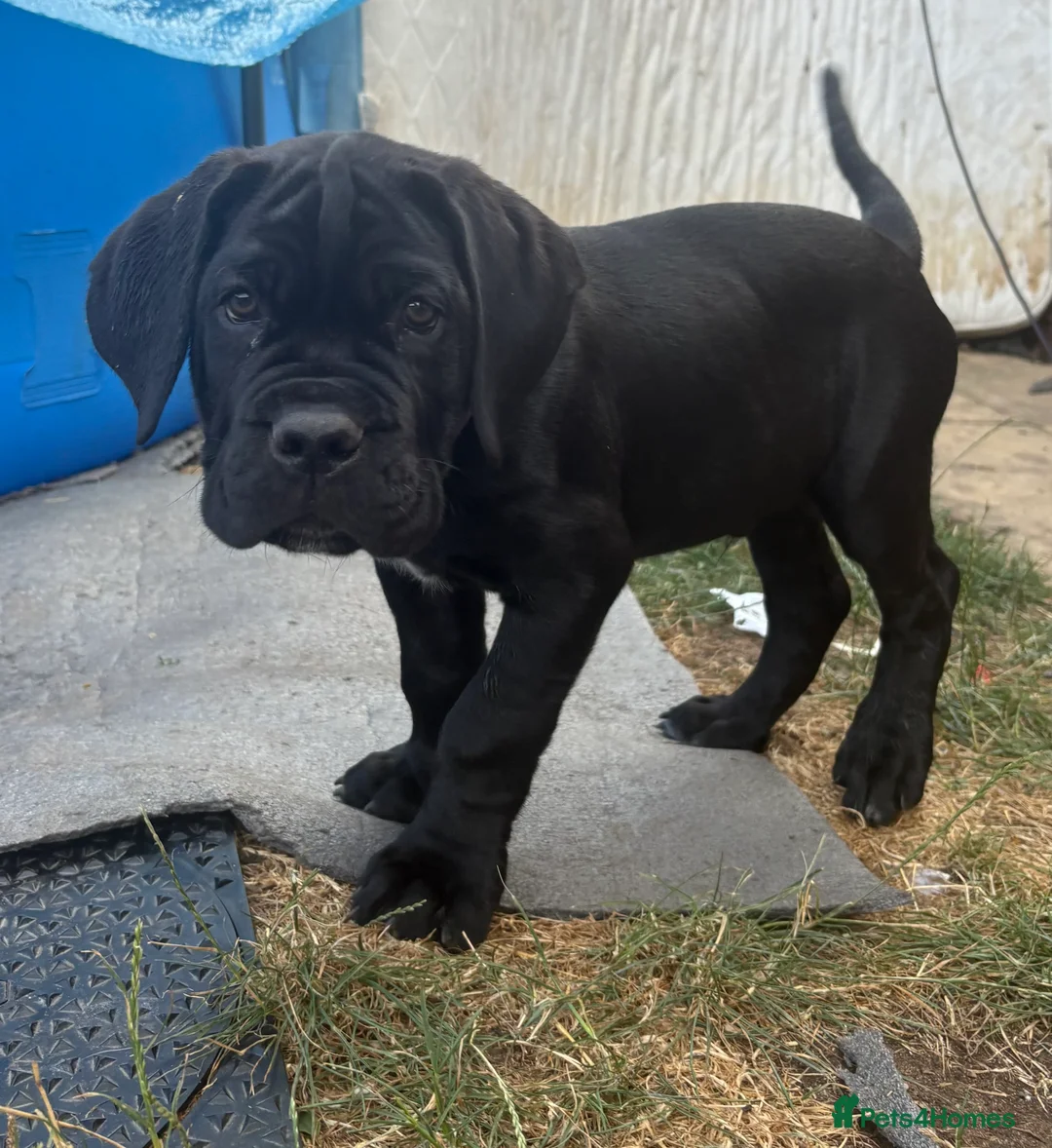 Cane Corso dogs for sale: CANE CORSO PUPPIES ready to leave/4 males - Advert 2