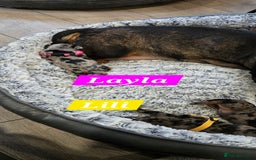 Dachshund dogs for sale: Beautiful Dapple Dachunds - Image 7