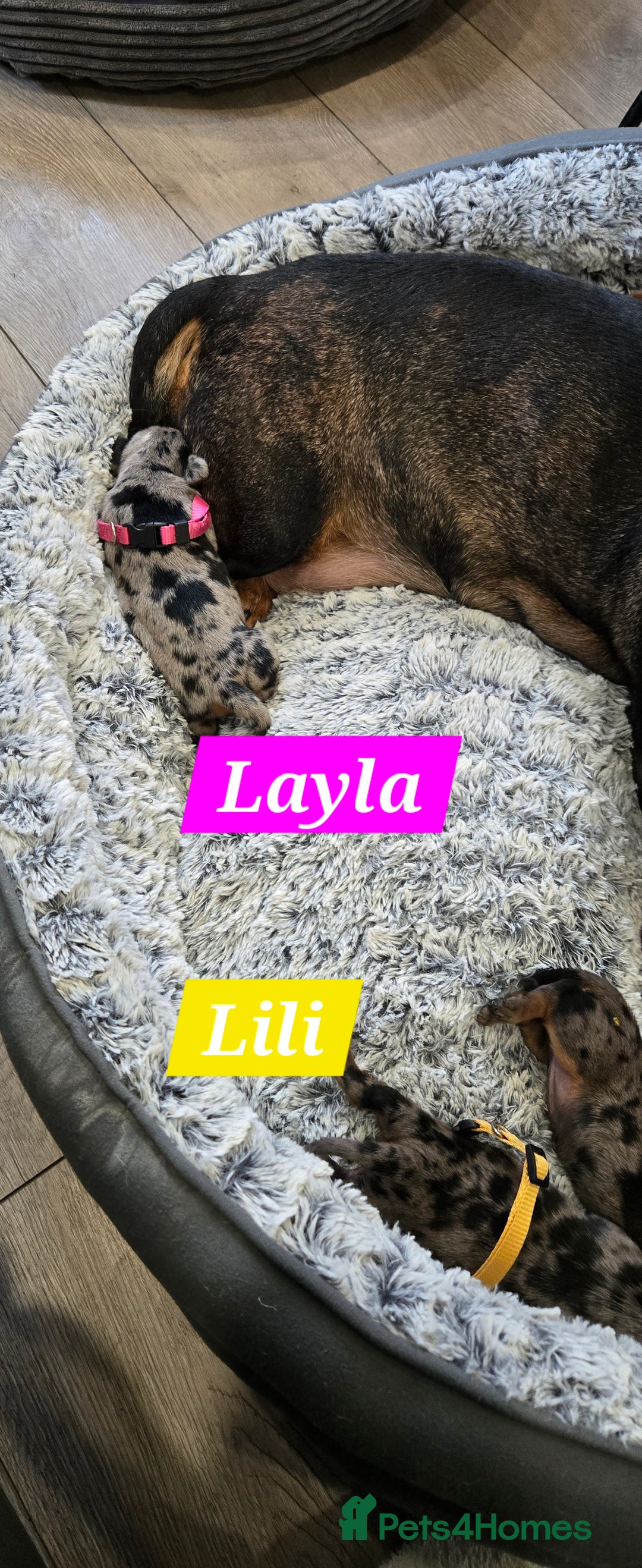 Dachshund dogs for sale: Beautiful Dapple Dachunds - Image 7