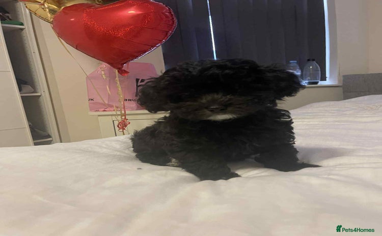 Maltipoo dogs - Advert 11